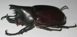 Dynastidae Xylotrupes Faber Male A1 45mm (java) Very Rare