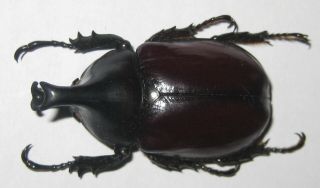 Dynastidae Xylotrupes faber Male A1 45mm (JAVA) VERY RARE 2