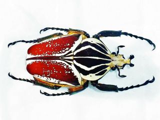 Goliathus Albovariegatus Male 71mm,  Fantastic Red Form Cetonidae Cameroon