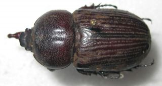 Dynastidae Actinobolus Trilobus Male A1 (brazil) Very Rare