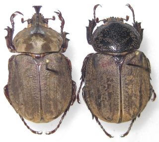 Dynastidae Lycomedes Reichei Pair A1 Male 26mm (colombia) Rare