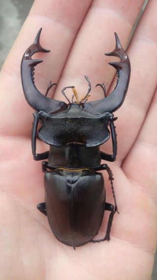 Coleoptera Lucanidae Lucanus Cervus 1 Pair / A1 / 81 Mm / 45 Mm / Ukraine