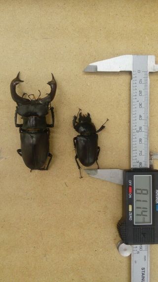 Coleoptera Lucanidae Lucanus cervus 1 pair / A1 / 81 mm / 45 mm / Ukraine 2