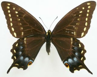 Papilio Indra Minori Female From Utah,  Usa