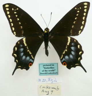 Papilio Indra Minori Male From Cokcombe,  Utah,  Usa (pictured In Butterflies Of T