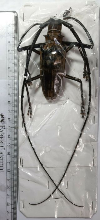Monster Cerambycidae : Batocera Wallacei Proserpina 87mm Kei Isl. ,  Indonesia.