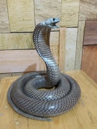 100 Real Cobra Snake Statue Taxidermy_8
