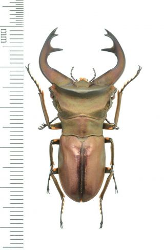 Lucanidae Cyclommatus Weinreichi? 44mm From Irian Jaya