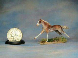 Cm Micro Mini Ar Thoroughbred (maggie Bennet) X L.  Elkjer Tiny And Mighty
