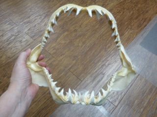 (sj240 - 2) Big 14 " Mako Longfin Shark Jaw I Love Sharks Jaws Teeth Taxidermy Rare
