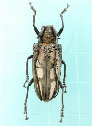 Batocera Sp.  - Cerambycidae 29mm From Sanggul Mt. ,  West Sumatra,  Indonesia