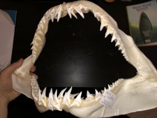 Mako Shark Jaw 16/4” Big Taxidermy Tooth Worldwide Fast Combine