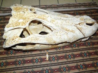 Old Caiman Skull - Peruvian Amazon