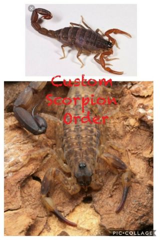 Lychas Tricarinatus & Mucronatus☆custom Order Scorpion☆live Arachnid☆