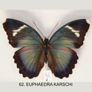 Euphaedra Karschi,  Female,  One From The Rarest Euphaedra