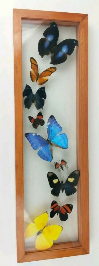 9 Mounted Peru Butterflies Glass Wood Frame Labeled Morpho 17 X 5 Butterfly Art