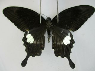 Pa4858.  Unmounted Butterflies: Papilio Sp.  South Vietnam.  Dong Tien.  Female