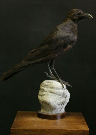 Taxidermy - Hunting - Chasse - Präparat - Brown - Necked Raven With Permit