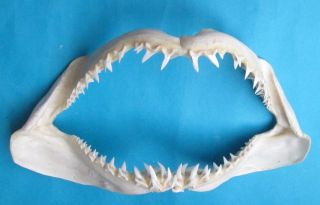 19 1/2 " White Mako Shark Jaw Teeth Taxidermy For Scientic Study Sd - 126