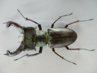 47474.  Lucanidae: Lucanus pesarinii.  Vietnam North.  53mm 2