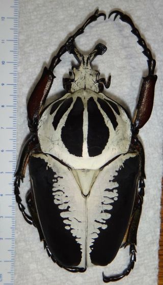 Goliathus Regius 96mm Male Goliath Beetle Insect Bug Ivory Coast Africa