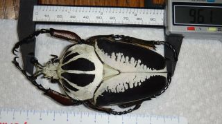 Goliathus regius 96mm Male Goliath Beetle Insect Bug Ivory Coast Africa 2