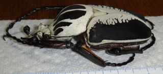 Goliathus regius 96mm Male Goliath Beetle Insect Bug Ivory Coast Africa 3