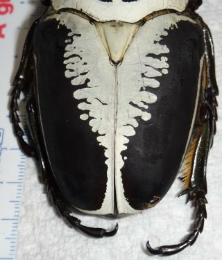 Goliathus regius 96mm Male Goliath Beetle Insect Bug Ivory Coast Africa 4