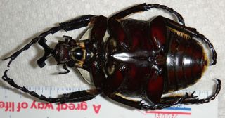Goliathus regius 96mm Male Goliath Beetle Insect Bug Ivory Coast Africa 5