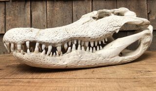 Large 19” Real Alligator Crocodile Taxidermy Gator Head Skull