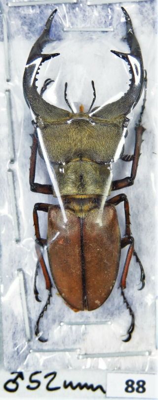 Unmounted Stag Beetle Lucanidae Lucanus Sp.  52 Mm Laos