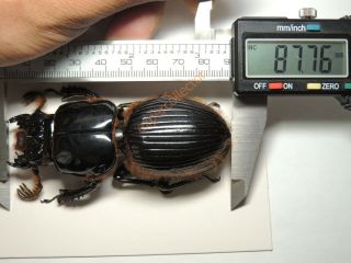 Passalidae - Proculus Goryi 87mm Giant From Guatemala Kpb431