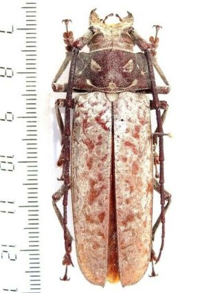 Cerambycidae Prioninae Callipogon Sericeum,  Male 60 Mm Dominican Rep.  Very Rare