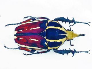 Mecynorrhina Ugandensis Male Huge 68mm,  Fantastic Color Uganda Rarity