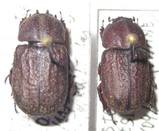 Dynastidae Amblyoproctus Squamosus Pair Male A1 (french Guiana) Female Paratype