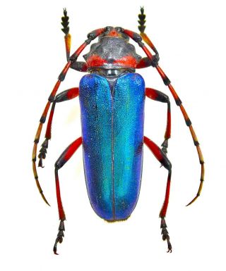 Cerambycidae Prioninae Ultra Rare Xxl A1 Crioprosopus Sp Mexicou Metallic Blue