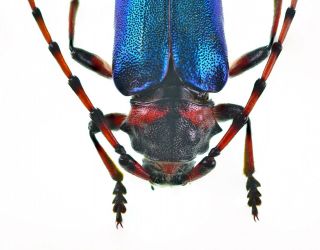 Cerambycidae Prioninae ultra rare XXL A1 Crioprosopus sp Mexicou metallic blue 2