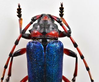 Cerambycidae Prioninae ultra rare XXL A1 Crioprosopus sp Mexicou metallic blue 3