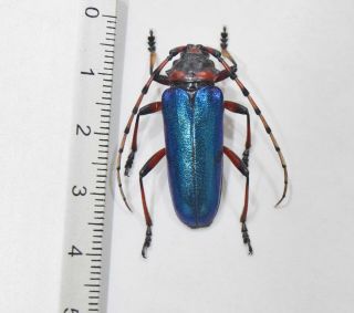 Cerambycidae Prioninae ultra rare XXL A1 Crioprosopus sp Mexicou metallic blue 4