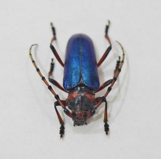 Cerambycidae Prioninae ultra rare XXL A1 Crioprosopus sp Mexicou metallic blue 5