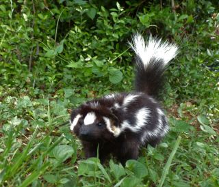 Taxidermy Spotted Skunk No Odor Squirrel Size Standing Walking/fox/fur