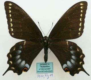 Papilio Indra Kaibabensis Female From Grand Canyon,  Usa (pictured In Butterflie