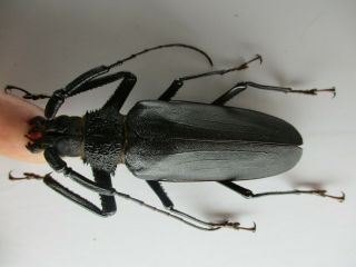 47248.  Cerambycidae Sp.  New?.  Vietnam Central.  78mm?