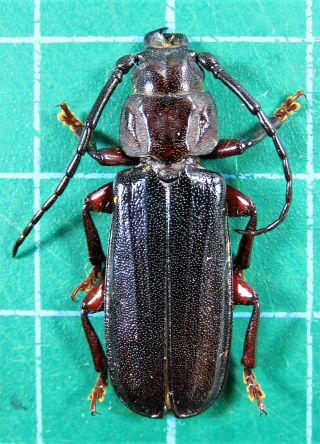 Unmounted Beetle Cerambycidae Prioninae Eurypoda Antennata Ssp.  28 Mm Laos Rare