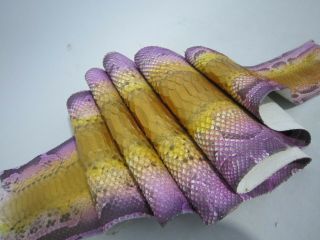 59 Inch Borneo Curtus Real Python Snakeskin Hide Tanned