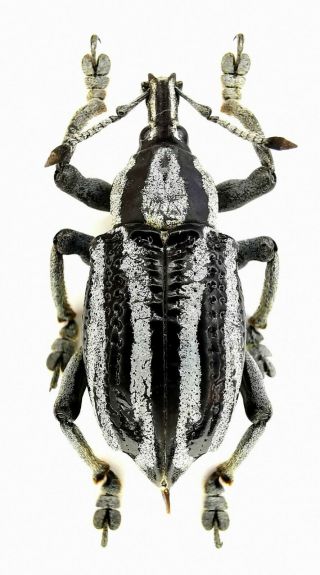 Insect,  Beetles,  Curculionidae Eupholus Waigeoensis,  Waigeo Is,  Rare Color