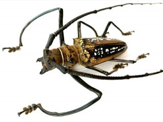 Insect,  Beetles,  Cerambycidae,  Batocera Wallacei Sp,  82 Mm,  Waigeo Is