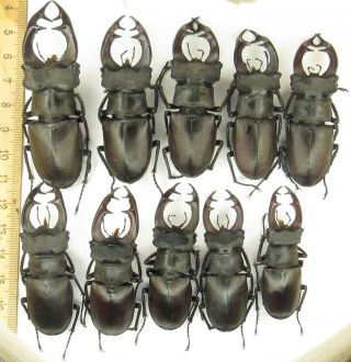 Coleoptera Lucanidae Lucanus Cervus A1/10 Male/6 Female/russia/s Urals/bashkiria