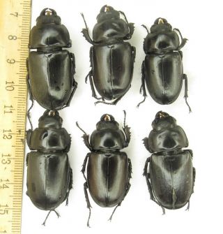Coleoptera Lucanidae Lucanus cervus A1/10 male/6 female/Russia/S Urals/Bashkiria 2
