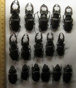Coleoptera Lucanidae Lucanus cervus A1/10 male/6 female/Russia/S Urals/Bashkiria 3
